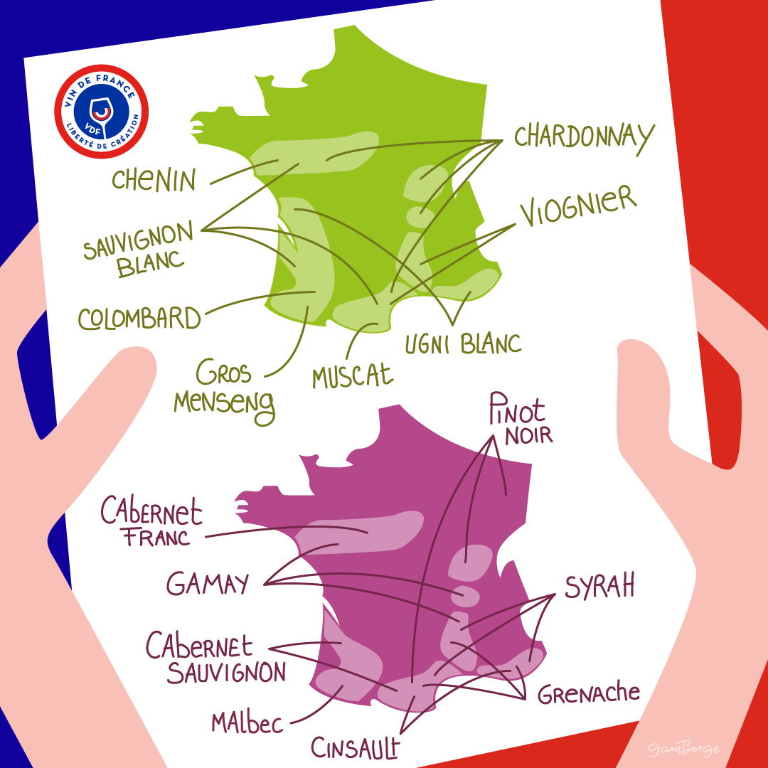 VDF Galerie - Les cépages de France - Gamberge