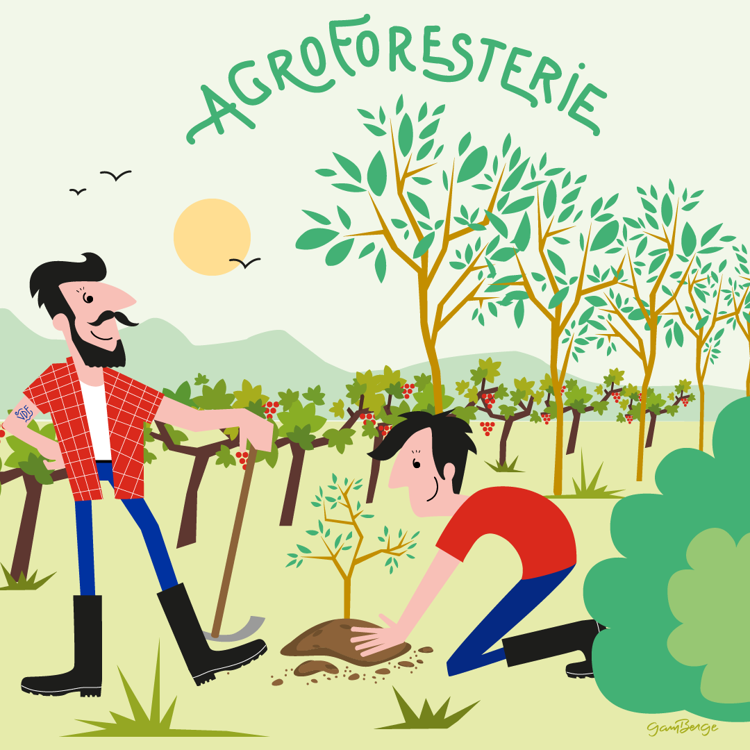 VDF Galerie - Agroforesterie - Gamberge