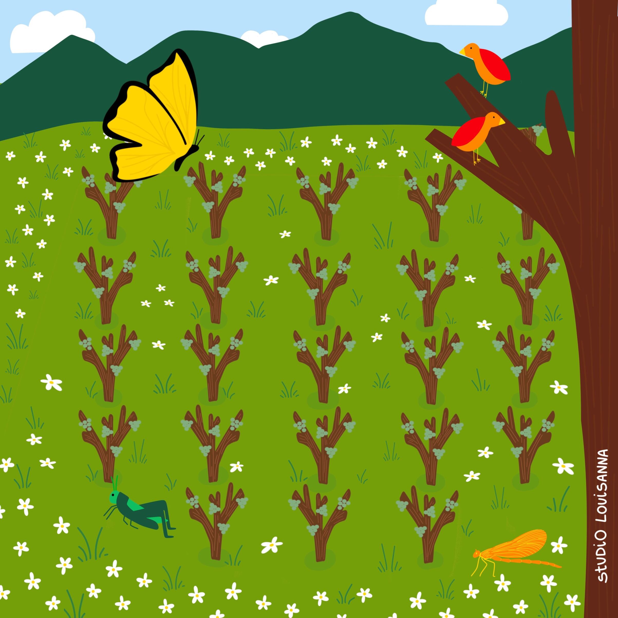 VDF - Agroforesterie