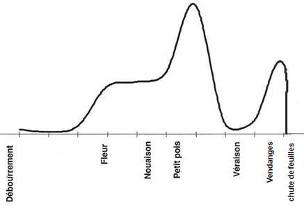 schema absorption de l'azote par la vigne