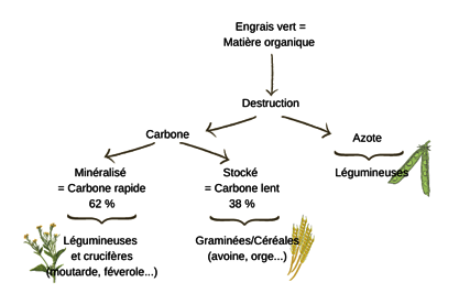 technique-v.i.e.-fiche-engrais-verts-rotation-et-avantages