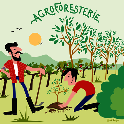 VDF Galerie - Agroforesterie - Gamberge