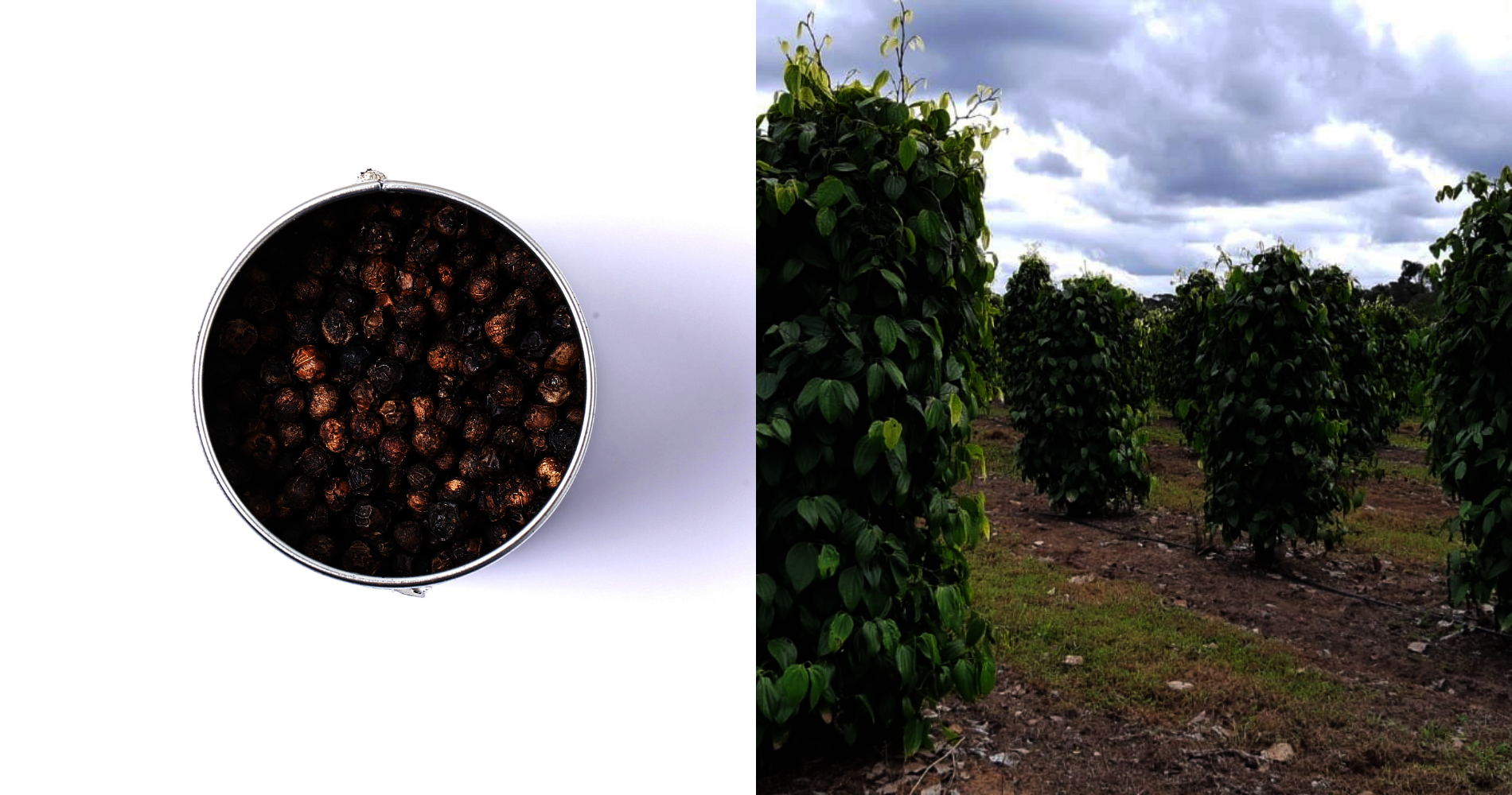 Plantation de poivre Belem | © Terre Exotique